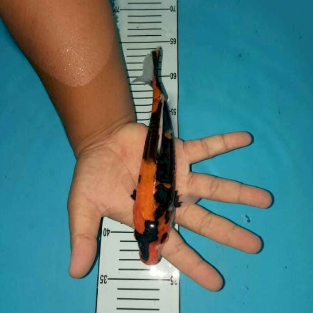 showa 23 cm