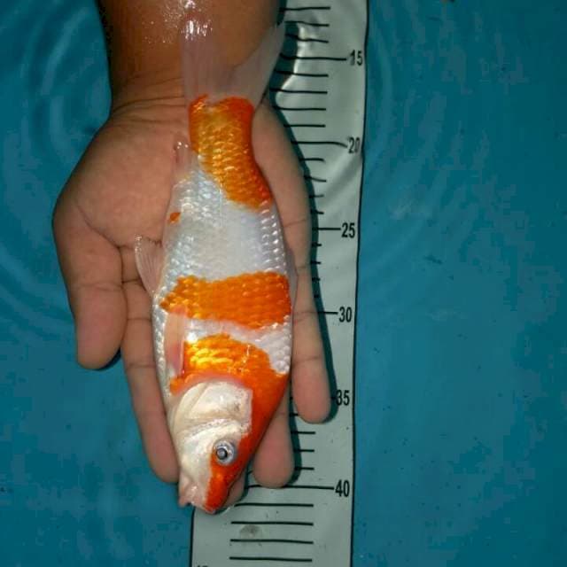 kohaku munuk 22 cm