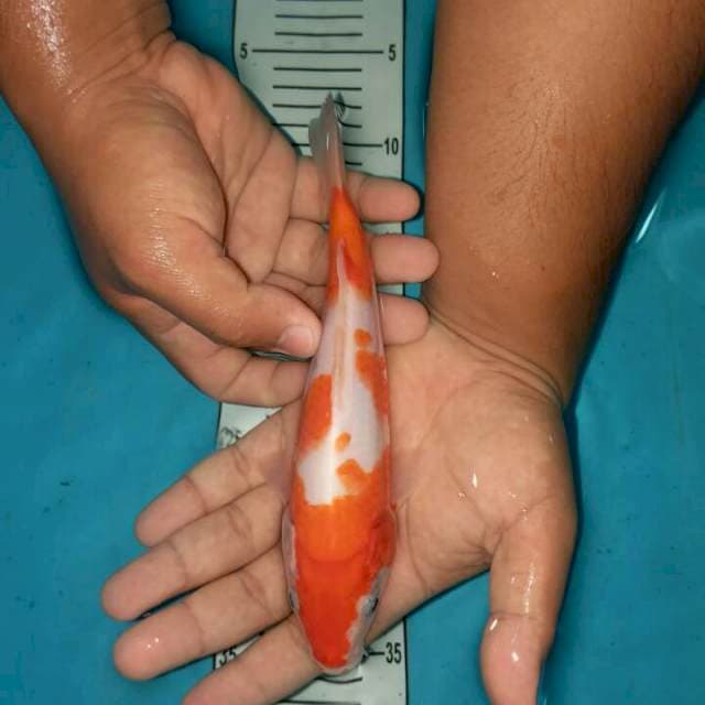 kohaku munuk 22 cm