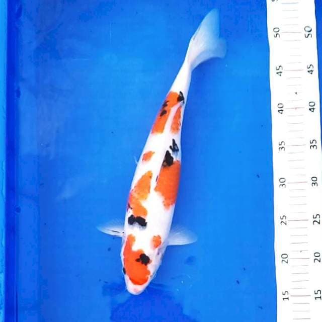 Sanke Istimewa # 36cm