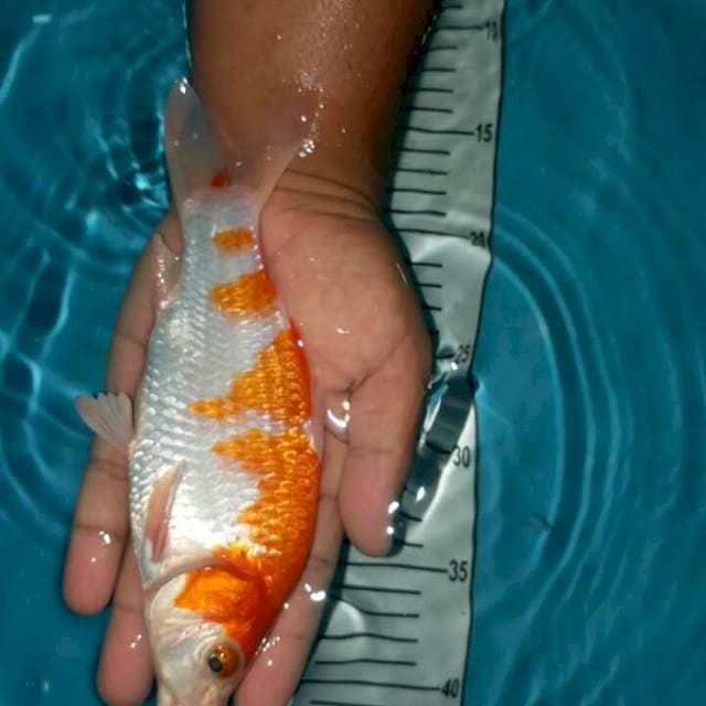kohaku munuk 23 cm