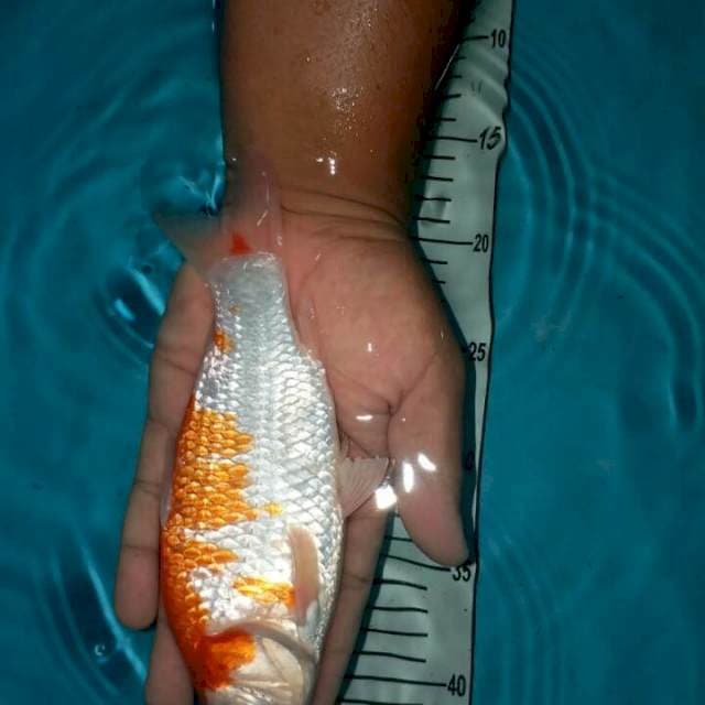 kohaku munuk 23 cm