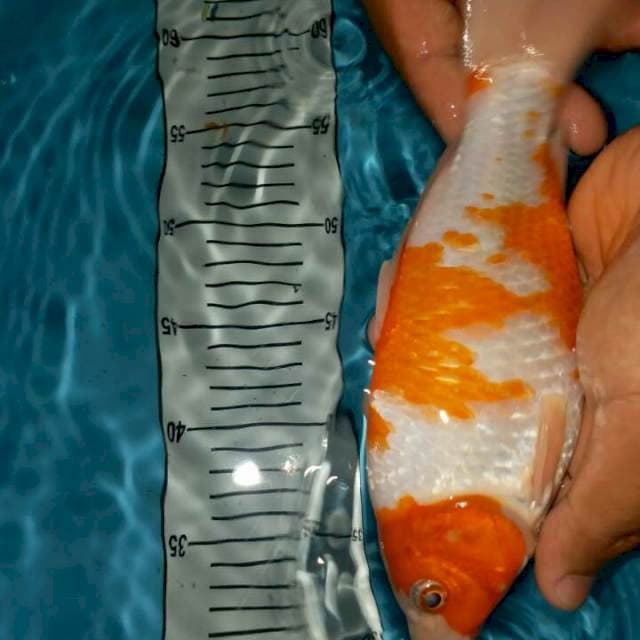 kohaku munuk 24 cm