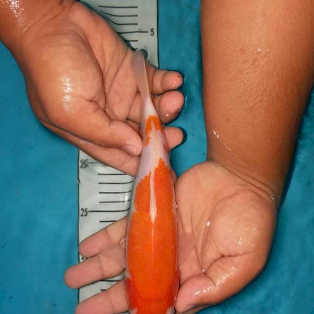 kohaku bulki 22 cm
