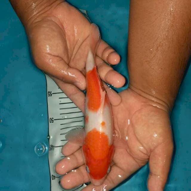 kohaku 23 cm