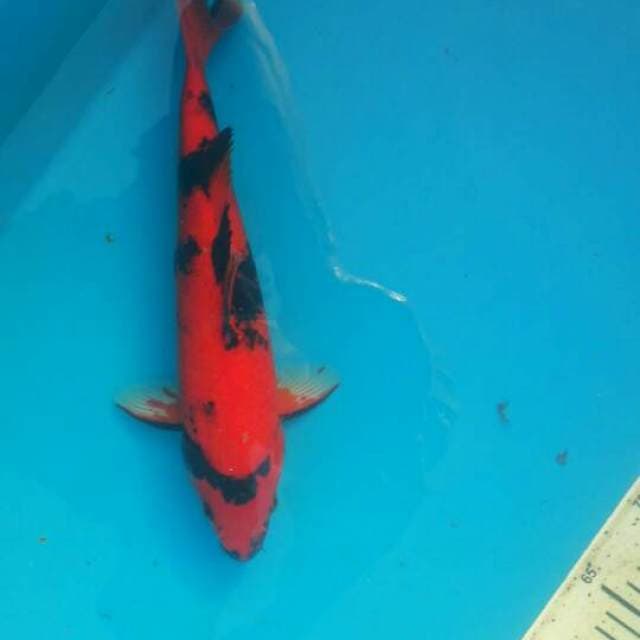 Hi utsuri 32cm king red