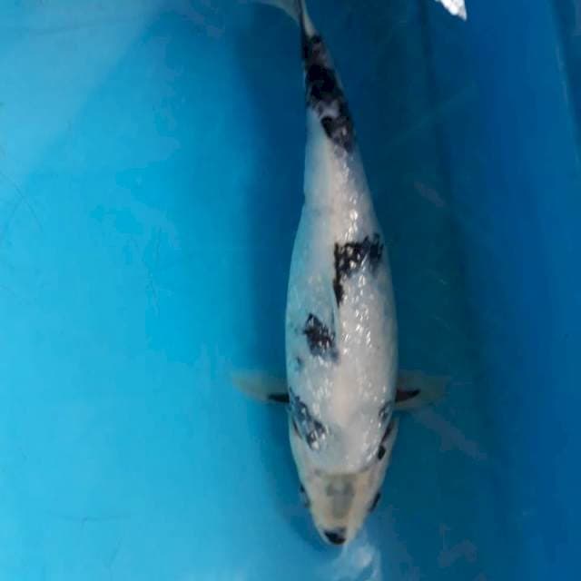 Siro tategoi 26cm