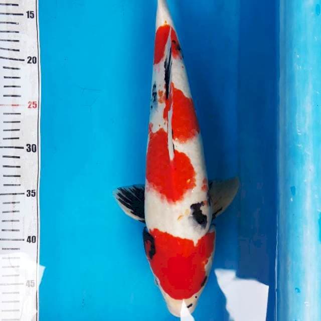 Kindai sowa 37cm