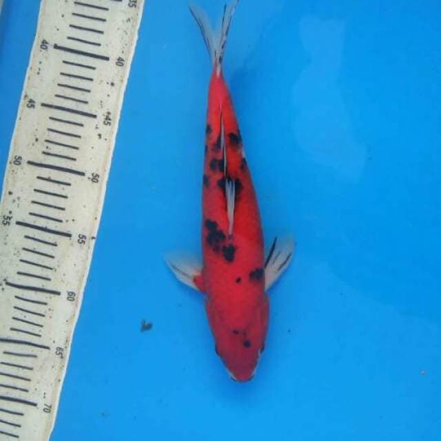 Hot Aka bekko 31cm