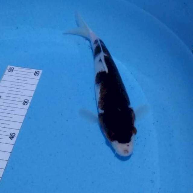 Goromo 26cm