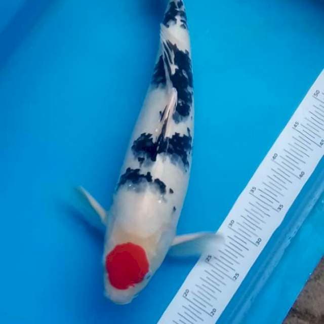 T.sanke Male