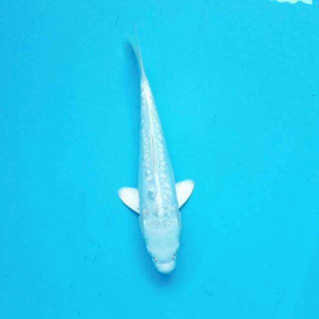 24cm platinum doit