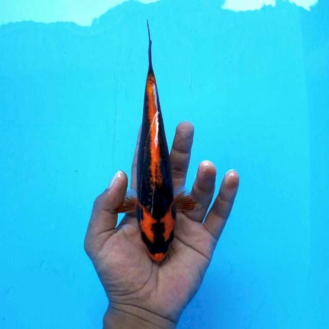24cm Kabuto