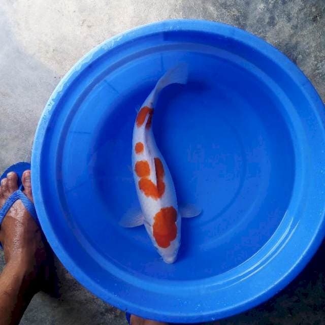 Kohaku 40cm