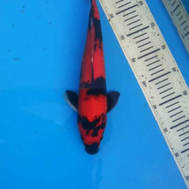 Hi utsuri 34cm
