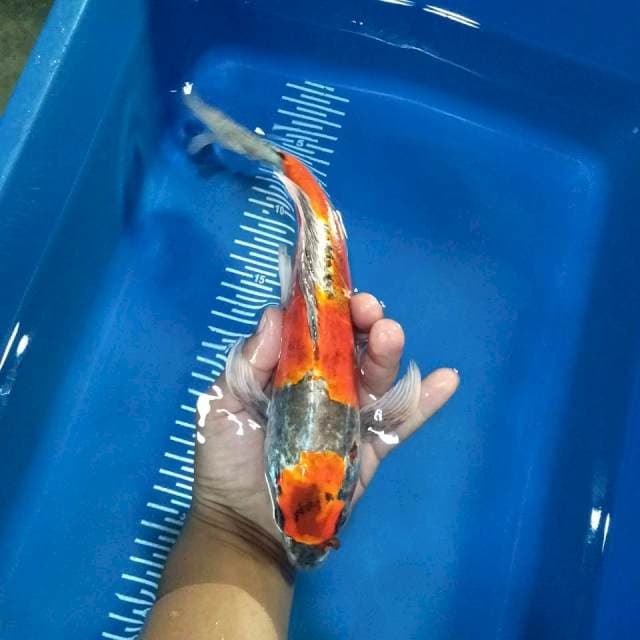 Kumpay 30cm