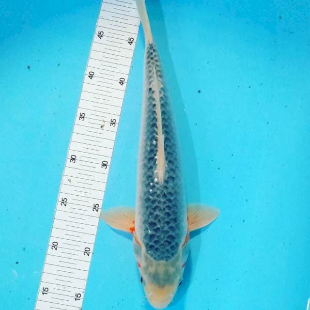 Ashagi 37 cm cnderung male