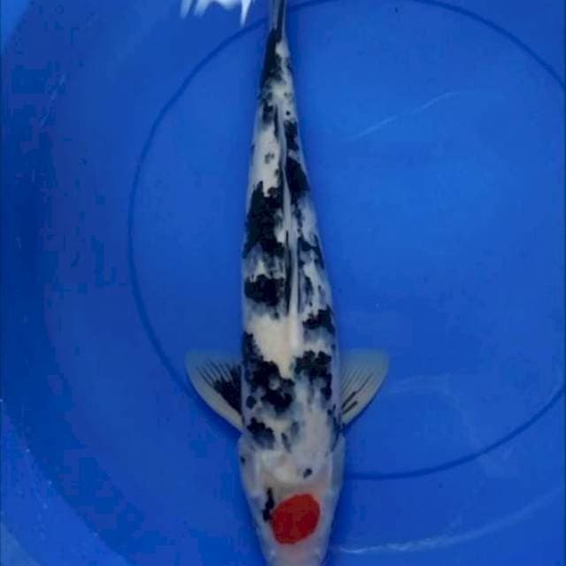 Tancho showa 45cm male