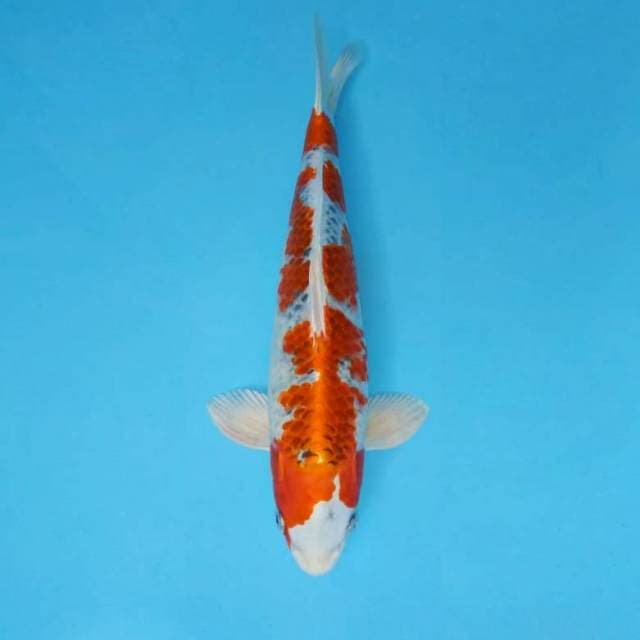 BANZAI 1 - KUJAKU ®