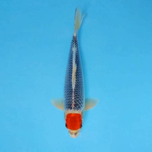 BANZAI 6 - TANCHO GOSHIKI ®