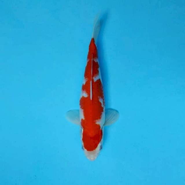 BANZAI 13 - KOHAKU ®