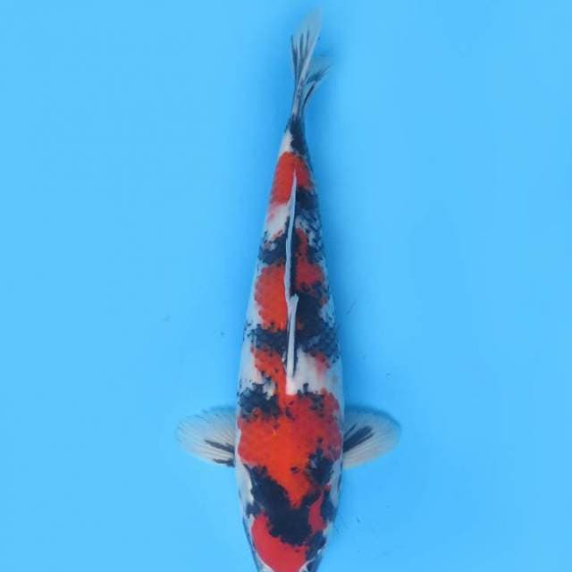 35bu , Showa Sanshoku Original