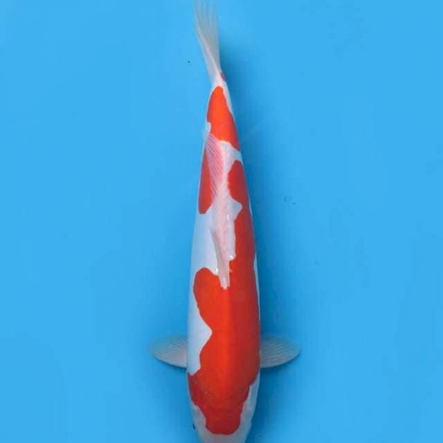 40cm , Jumbo Kohaku Doitsu Murni