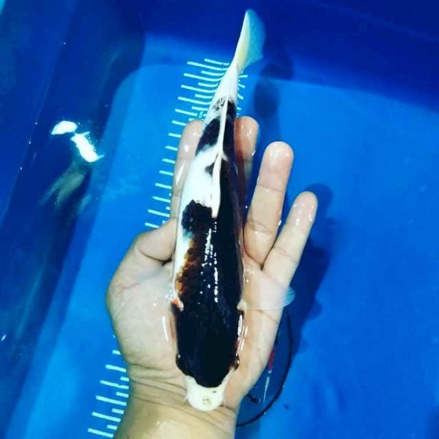Goromo 26cm