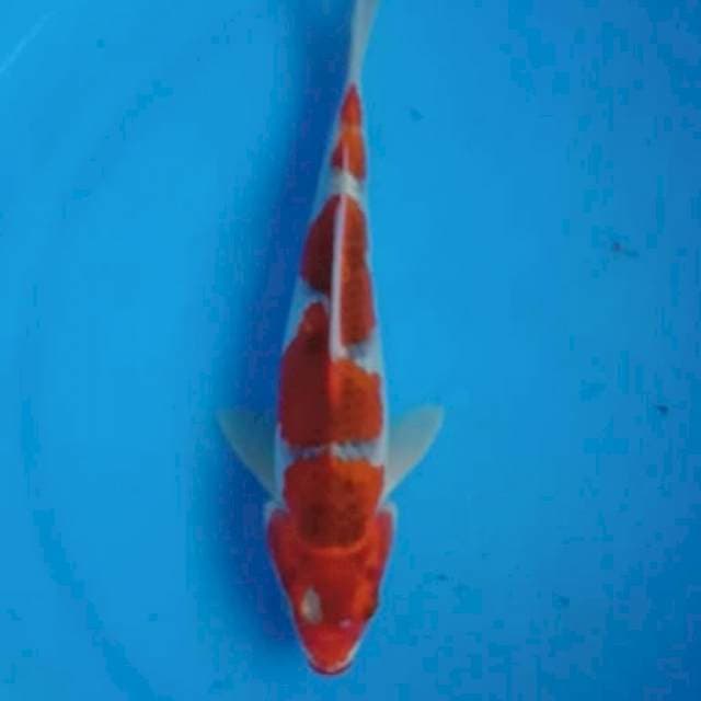 GHOSHIKI