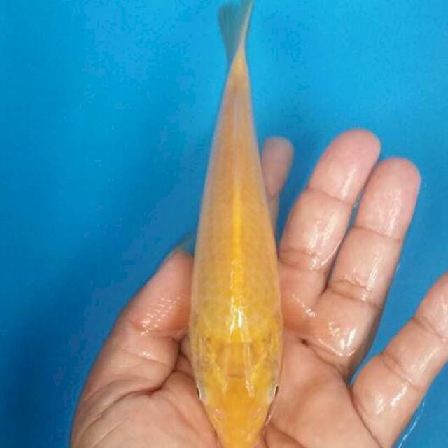 Karashi mata merah