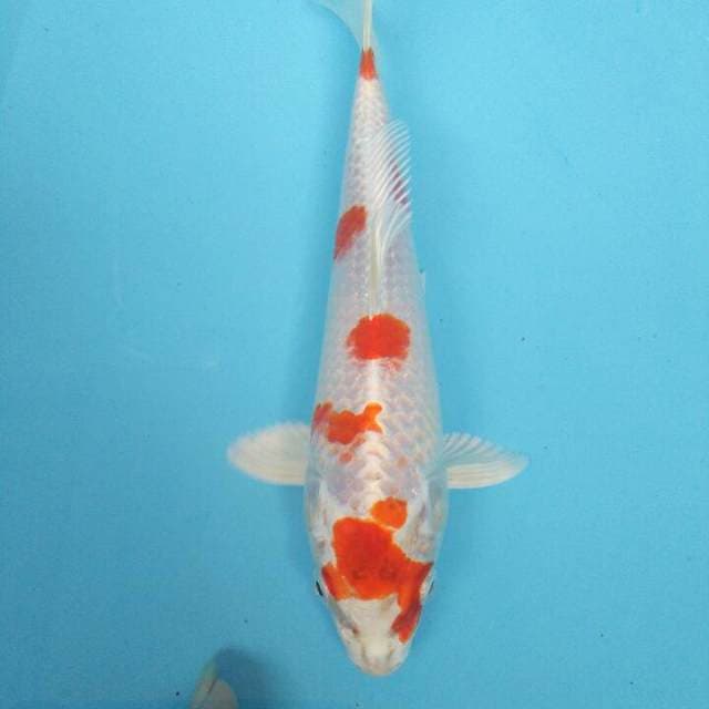 KUJA WAKE 25BU