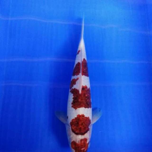 Budo yondan male 36cm
