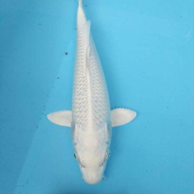 PATI NO 30BU