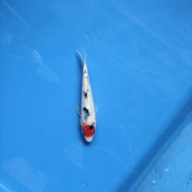 Mini Tancho sanke 11cm