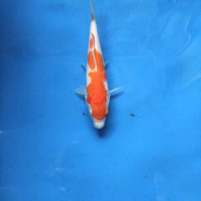 Kohaku 16cm