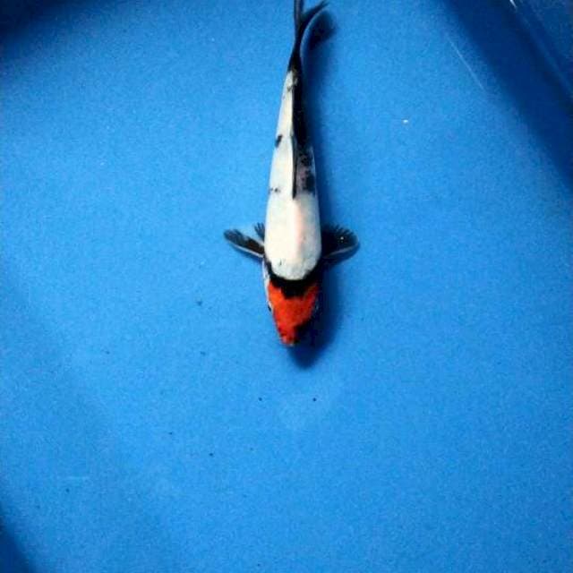 Tancho Showa 16cm