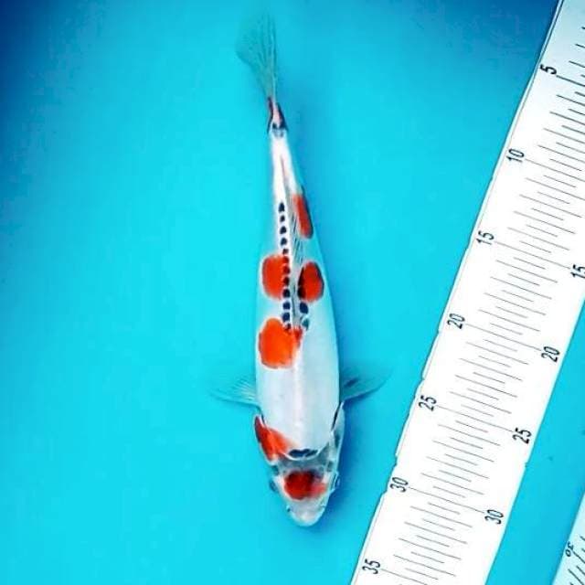 3. Maruten Kiko || 30 cm