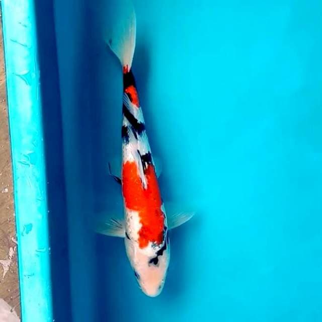 8. Sanke Ginrin || 35 cm