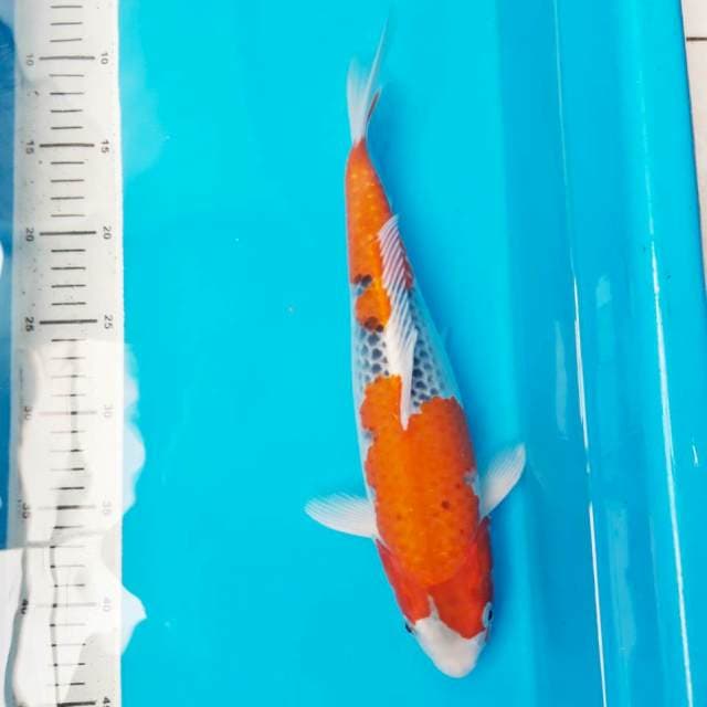 Goshiki 34 cm cek Video