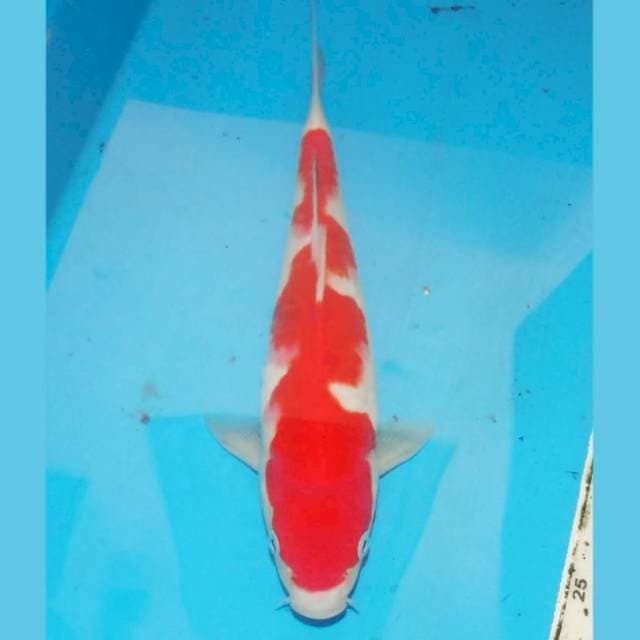 27cm INAZUMA KOHAKU