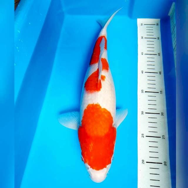 Kohaku 41..cm