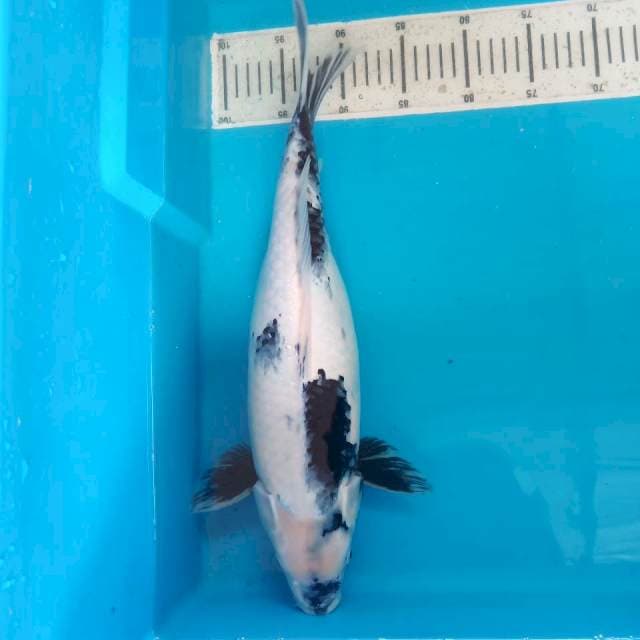 Shiro 45cm