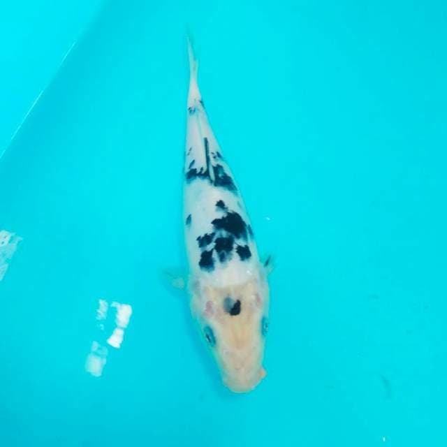 Bekko kurleb 25cm
