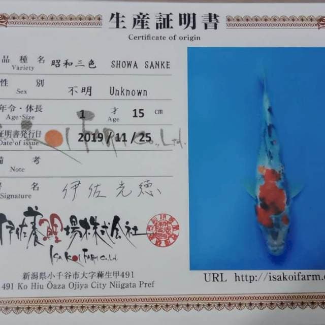 Showa isa tosai