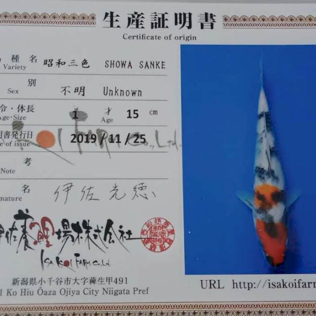 Showa new tosai