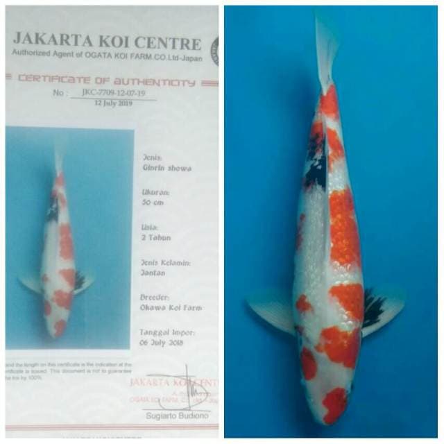 Okawa Jumbo Male Showa Ginrin