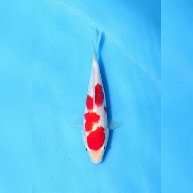 F1 kohaku