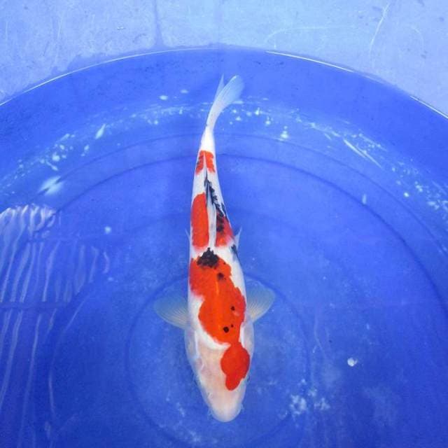 Sanke joshh±34cm