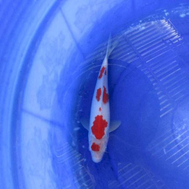Kohaku ±27cm