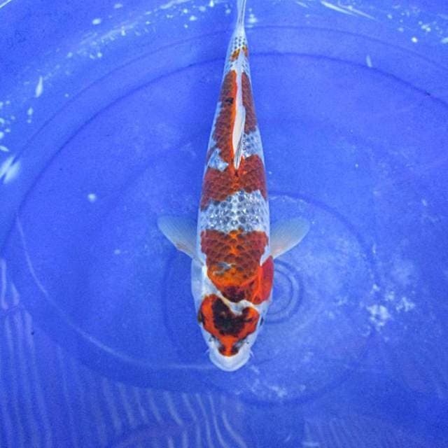 Goshiki ±33cm